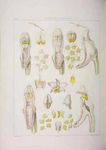 Reproducción/Reproduction 48705864928: Illustrations of Orchidaceous Plants [from sketches prepared between 1792 and 1832] /. London :James Ridgeway and Sons,1830 - 38.. 