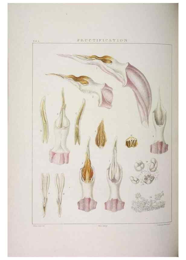 Reproducción/Reproduction 48705864648: Illustrations of Orchidaceous Plants [from sketches prepared between 1792 and 1832] /. London :James Ridgeway and Sons,1830 - 38.. 