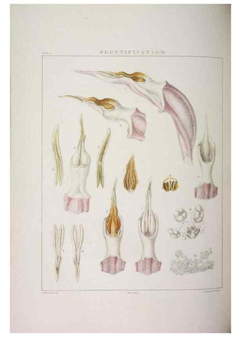 Reproducción/Reproduction 48705864648: Illustrations of Orchidaceous Plants [from sketches prepared between 1792 and 1832] /. London :James Ridgeway and Sons,1830 - 38.. 