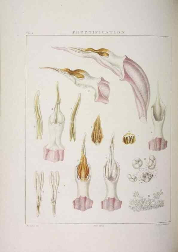 Reproducción/Reproduction 48705864648: Illustrations of Orchidaceous Plants [from sketches prepared between 1792 and 1832] /. London :James Ridgeway and Sons,1830 - 38.. 