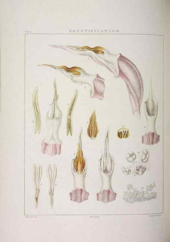 Reproducción/Reproduction 48705864648: Illustrations of Orchidaceous Plants [from sketches prepared between 1792 and 1832] /. London :James Ridgeway and Sons,1830 - 38.. 