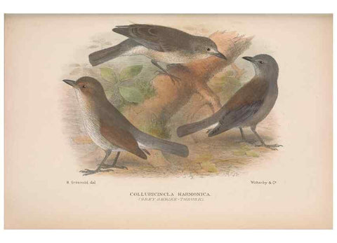 Reproducción/Reproduction 48684533508: The Birds of Australia. London :Witherby & Co.,1910-1927.. 