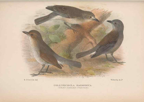 Reproducción/Reproduction 48684533508: The Birds of Australia. London :Witherby & Co.,1910-1927.. 