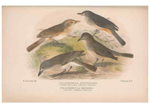 Reproducción/Reproduction 48685047072: The Birds of Australia. London :Witherby & Co.,1910-1927.. 