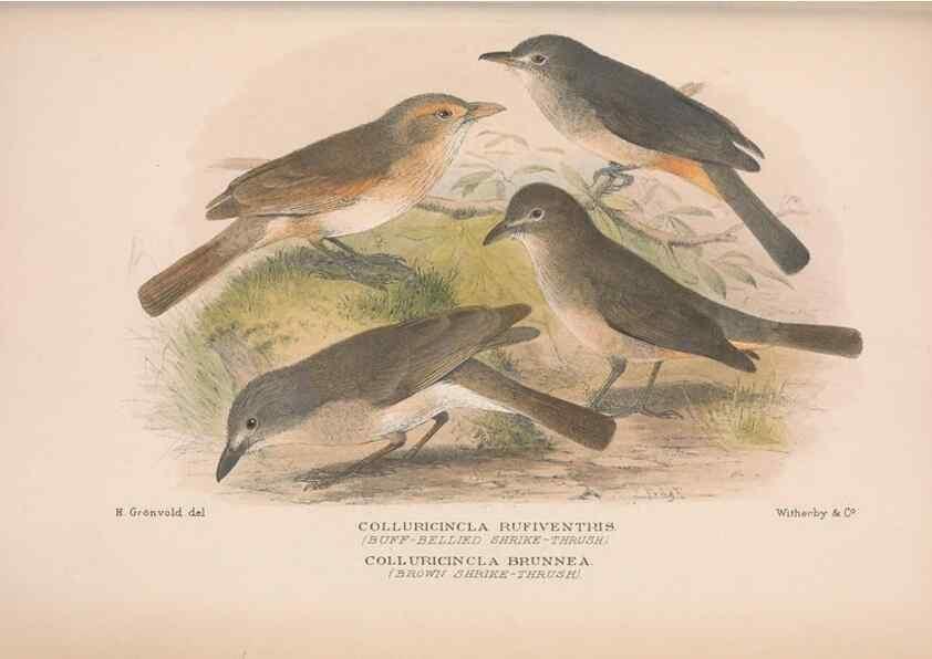 Reproducción/Reproduction 48685047072: The Birds of Australia. London :Witherby & Co.,1910-1927.. 
