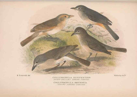 Reproducción/Reproduction 48685047072: The Birds of Australia. London :Witherby & Co.,1910-1927.. 