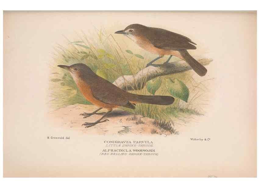 Reproducción/Reproduction 48684534408: The Birds of Australia. London :Witherby & Co.,1910-1927.. 