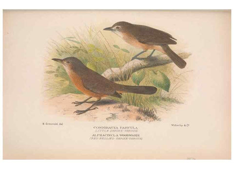 Reproducción/Reproduction 48684534408: The Birds of Australia. London :Witherby & Co.,1910-1927.. 