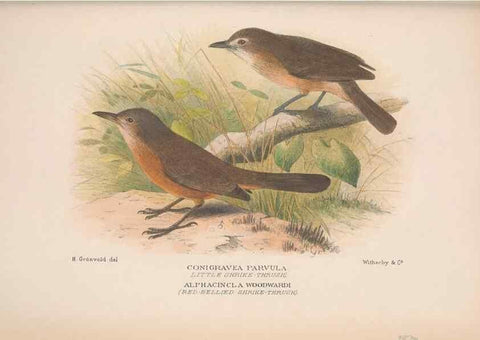 Reproducción/Reproduction 48684534408: The Birds of Australia. London :Witherby & Co.,1910-1927.. 
