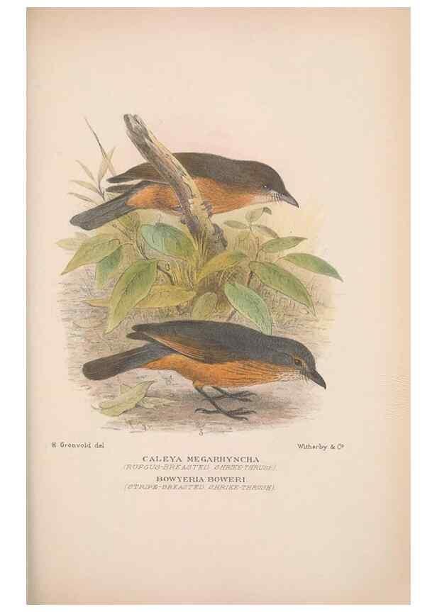 Reproducción/Reproduction 48684873996: The Birds of Australia. London :Witherby & Co.,1910-1927.. 