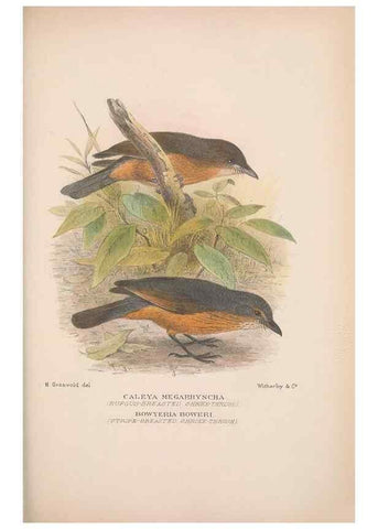 Reproducción/Reproduction 48684873996: The Birds of Australia. London :Witherby & Co.,1910-1927.. 