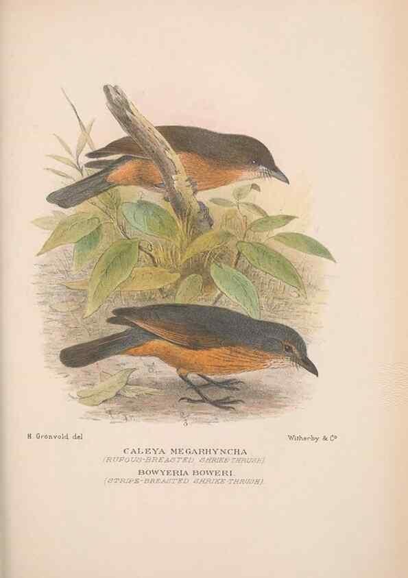 Reproducción/Reproduction 48684873996: The Birds of Australia. London :Witherby & Co.,1910-1927.. 