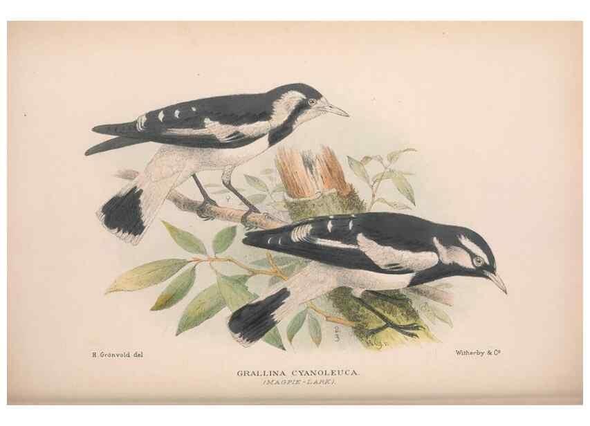 Reproducción/Reproduction 48684534928: The Birds of Australia. London :Witherby & Co.,1910-1927.. 