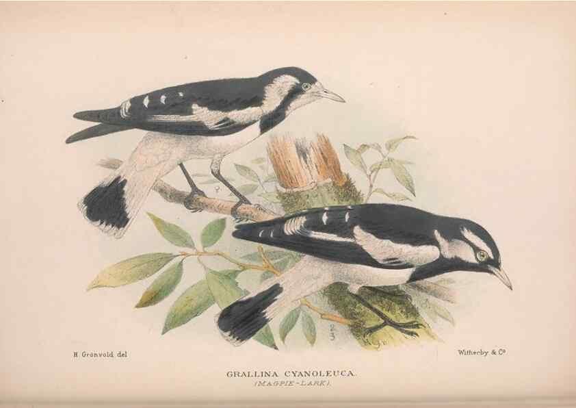 Reproducción/Reproduction 48684534928: The Birds of Australia. London :Witherby & Co.,1910-1927.. 