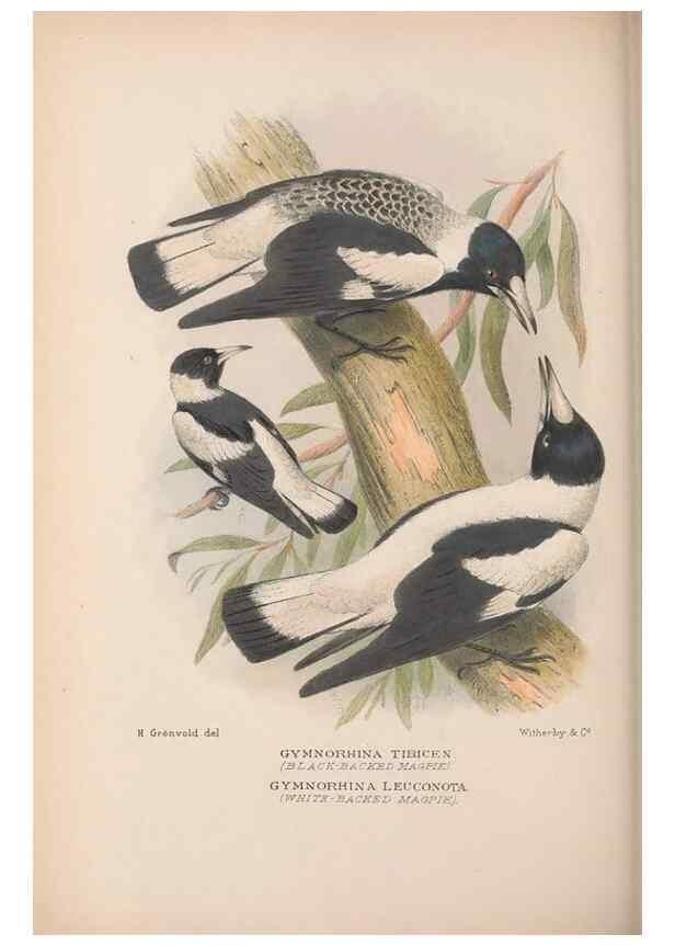 Reproducción/Reproduction 48685048092: The Birds of Australia. London :Witherby & Co.,1910-1927.. 