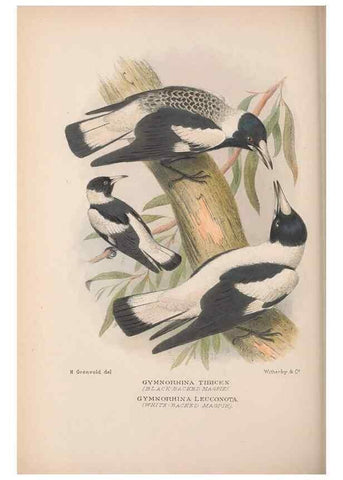 Reproducción/Reproduction 48685048092: The Birds of Australia. London :Witherby & Co.,1910-1927.. 