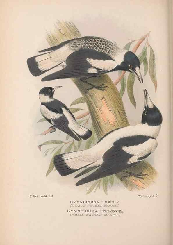 Reproducción/Reproduction 48685048092: The Birds of Australia. London :Witherby & Co.,1910-1927.. 