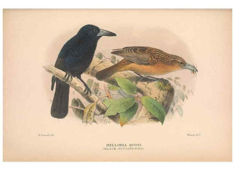 Reproducción/Reproduction 48685048442: The Birds of Australia. London :Witherby & Co.,1910-1927.. 