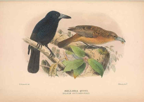 Reproducción/Reproduction 48685048442: The Birds of Australia. London :Witherby & Co.,1910-1927.. 