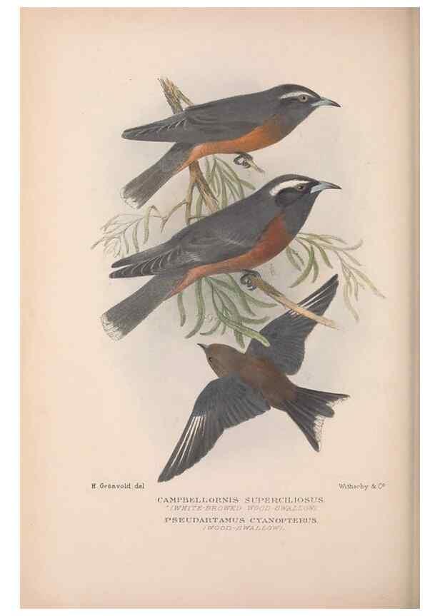 Reproducción/Reproduction 48684532893: The Birds of Australia. London :Witherby & Co.,1910-1927.. 