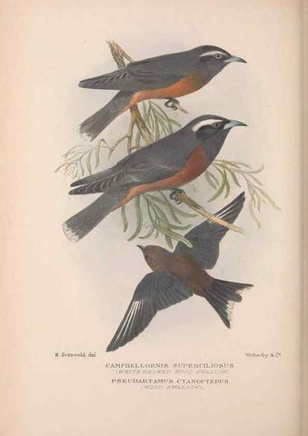 Reproducción/Reproduction 48684532893: The Birds of Australia. London :Witherby & Co.,1910-1927.. 