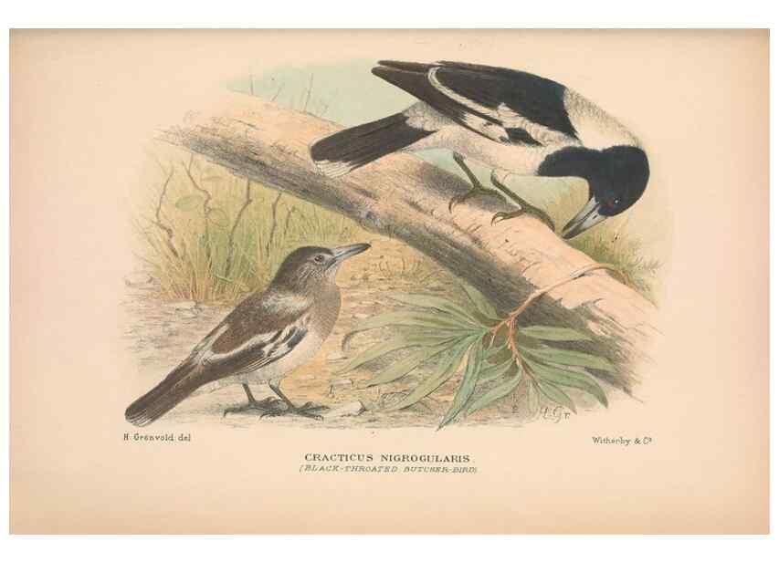 Reproducción/Reproduction 48684535808: The Birds of Australia. London :Witherby & Co.,1910-1927.. 