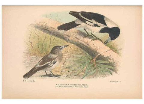 Reproducción/Reproduction 48684535808: The Birds of Australia. London :Witherby & Co.,1910-1927.. 