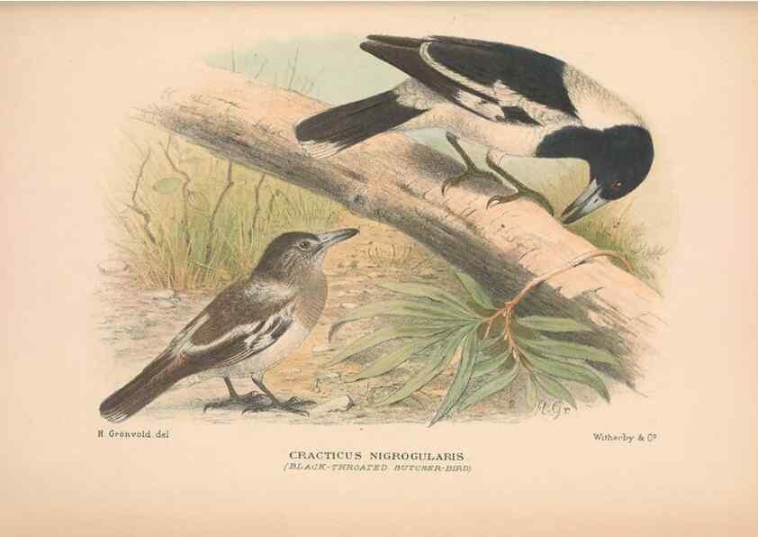 Reproducción/Reproduction 48684535808: The Birds of Australia. London :Witherby & Co.,1910-1927.. 