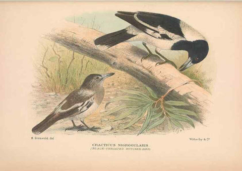 Reproducción/Reproduction 48684535808: The Birds of Australia. London :Witherby & Co.,1910-1927.. 