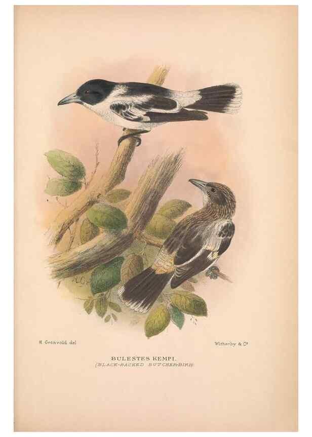 Reproducción/Reproduction 48685049412: The Birds of Australia. London :Witherby & Co.,1910-1927.. 