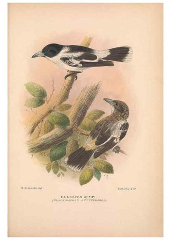 Reproducción/Reproduction 48685049412: The Birds of Australia. London :Witherby & Co.,1910-1927.. 