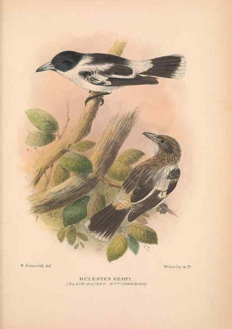 Reproducción/Reproduction 48685049412: The Birds of Australia. London :Witherby & Co.,1910-1927.. 
