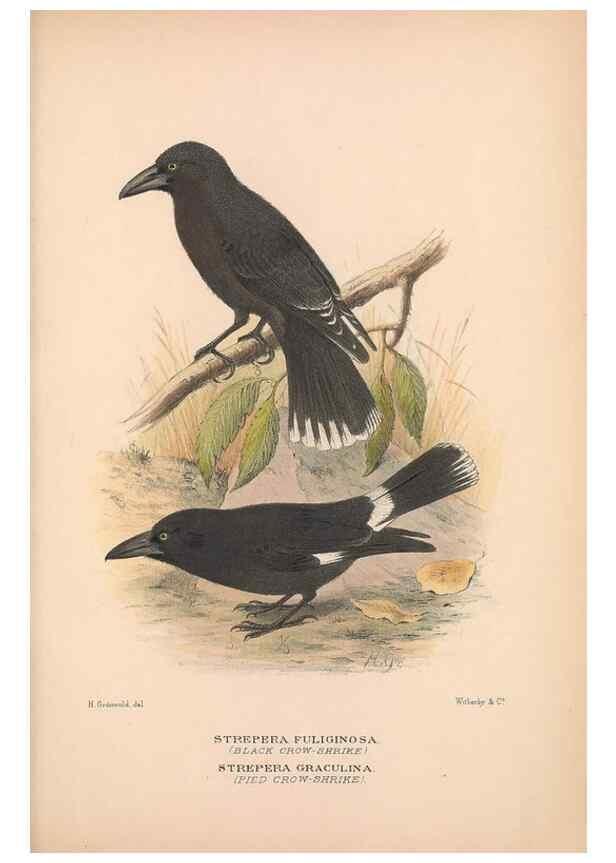Reproducción/Reproduction 48684875916: The Birds of Australia. London :Witherby & Co.,1910-1927.. 