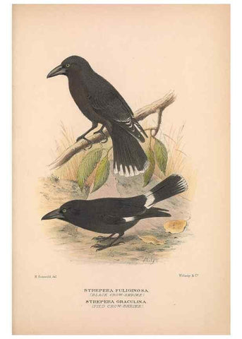 Reproducción/Reproduction 48684875916: The Birds of Australia. London :Witherby & Co.,1910-1927.. 