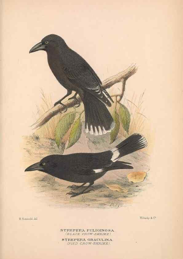 Reproducción/Reproduction 48684875916: The Birds of Australia. London :Witherby & Co.,1910-1927.. 