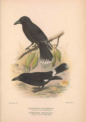 Reproducción/Reproduction 48684875916: The Birds of Australia. London :Witherby & Co.,1910-1927.. 