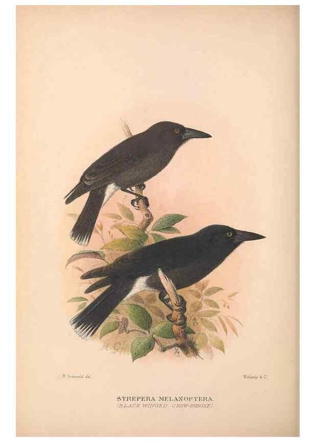 Reproducción/Reproduction 48685050032: The Birds of Australia. London :Witherby & Co.,1910-1927.. 