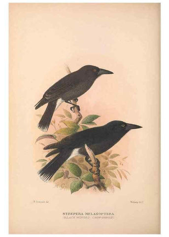 Reproducción/Reproduction 48685050032: The Birds of Australia. London :Witherby & Co.,1910-1927.. 