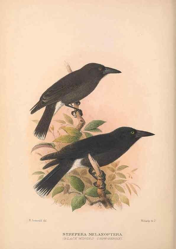 Reproducción/Reproduction 48685050032: The Birds of Australia. London :Witherby & Co.,1910-1927.. 