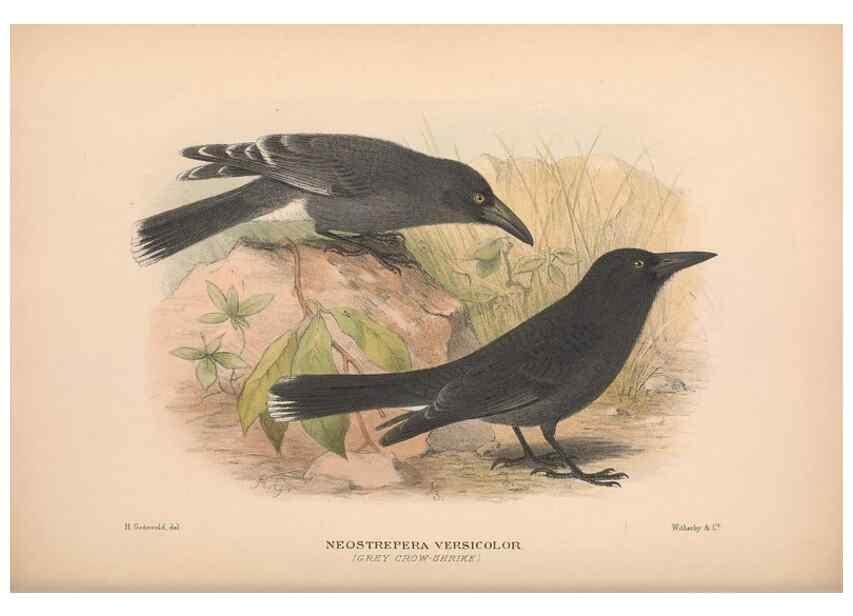 Reproducción/Reproduction 48684876561: The Birds of Australia. London :Witherby & Co.,1910-1927.. 