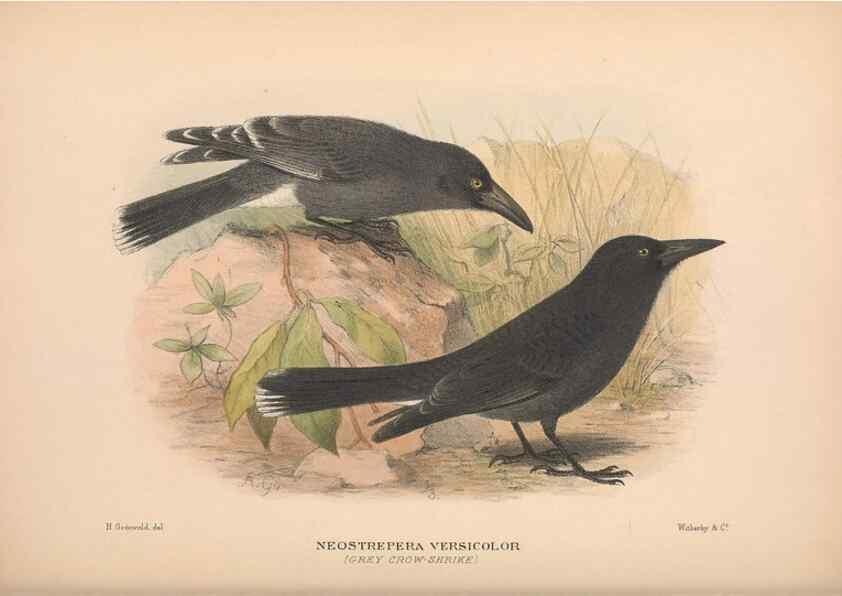 Reproducción/Reproduction 48684876561: The Birds of Australia. London :Witherby & Co.,1910-1927.. 