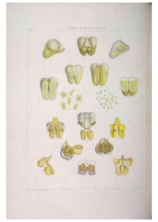Reproducción/Reproduction 48706195951: Illustrations of Orchidaceous Plants [from sketches prepared between 1792 and 1832] /. London :James Ridgeway and Sons,1830 - 38.. 