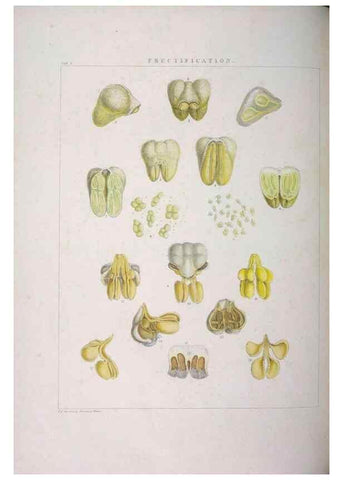 Reproducción/Reproduction 48706195951: Illustrations of Orchidaceous Plants [from sketches prepared between 1792 and 1832] /. London :James Ridgeway and Sons,1830 - 38.. 