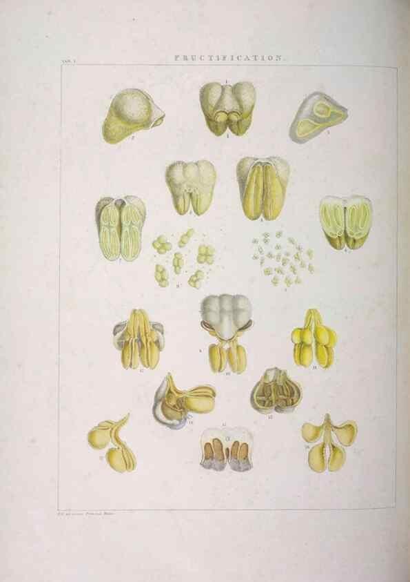 Reproducción/Reproduction 48706195951: Illustrations of Orchidaceous Plants [from sketches prepared between 1792 and 1832] /. London :James Ridgeway and Sons,1830 - 38.. 