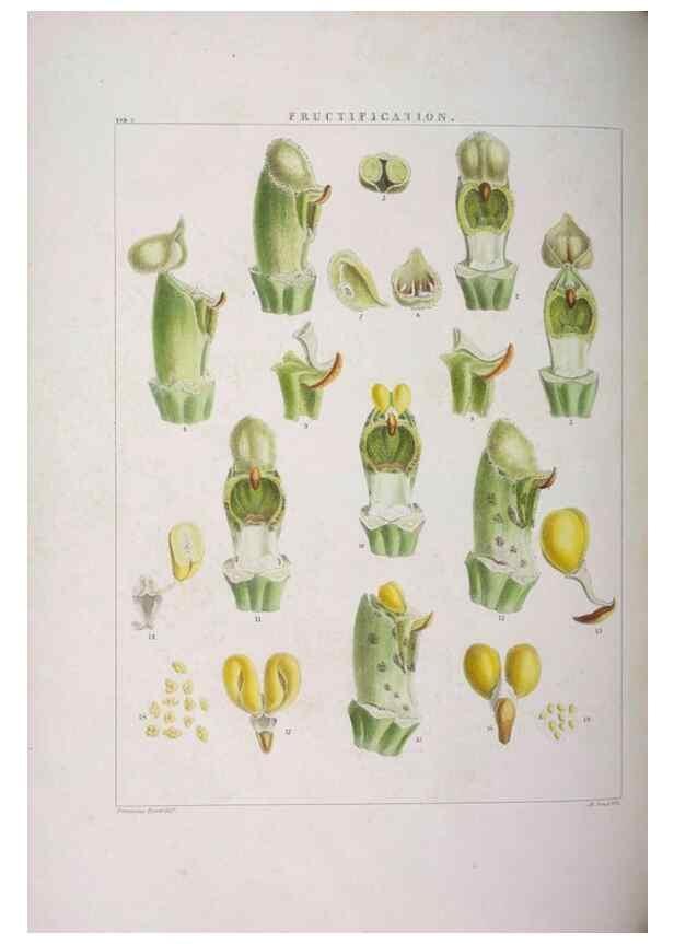 Reproducción/Reproduction 48706363677: Illustrations of Orchidaceous Plants [from sketches prepared between 1792 and 1832] /. London :James Ridgeway and Sons,1830 - 38.. 