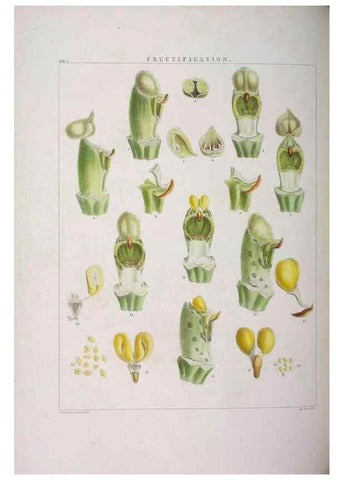 Reproducción/Reproduction 48706363677: Illustrations of Orchidaceous Plants [from sketches prepared between 1792 and 1832] /. London :James Ridgeway and Sons,1830 - 38.. 