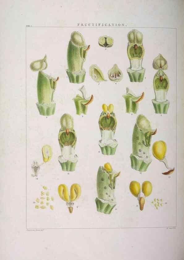 Reproducción/Reproduction 48706363677: Illustrations of Orchidaceous Plants [from sketches prepared between 1792 and 1832] /. London :James Ridgeway and Sons,1830 - 38.. 