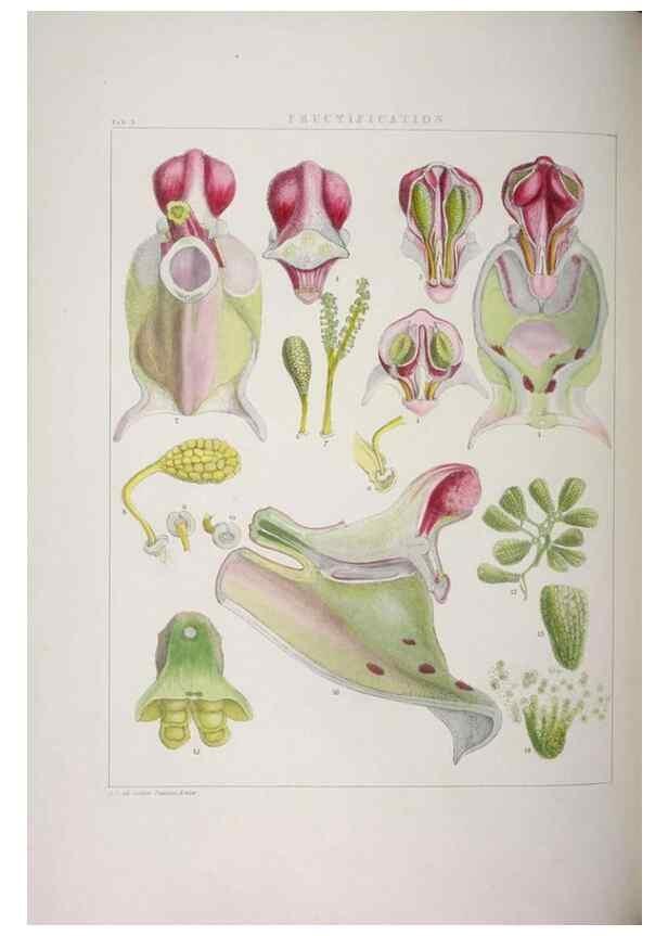 Reproducción/Reproduction 48706364077: Illustrations of Orchidaceous Plants [from sketches prepared between 1792 and 1832] /. London :James Ridgeway and Sons,1830 - 38.. 