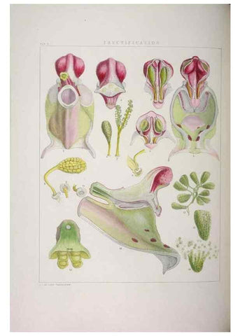 Reproducción/Reproduction 48706364077: Illustrations of Orchidaceous Plants [from sketches prepared between 1792 and 1832] /. London :James Ridgeway and Sons,1830 - 38.. 