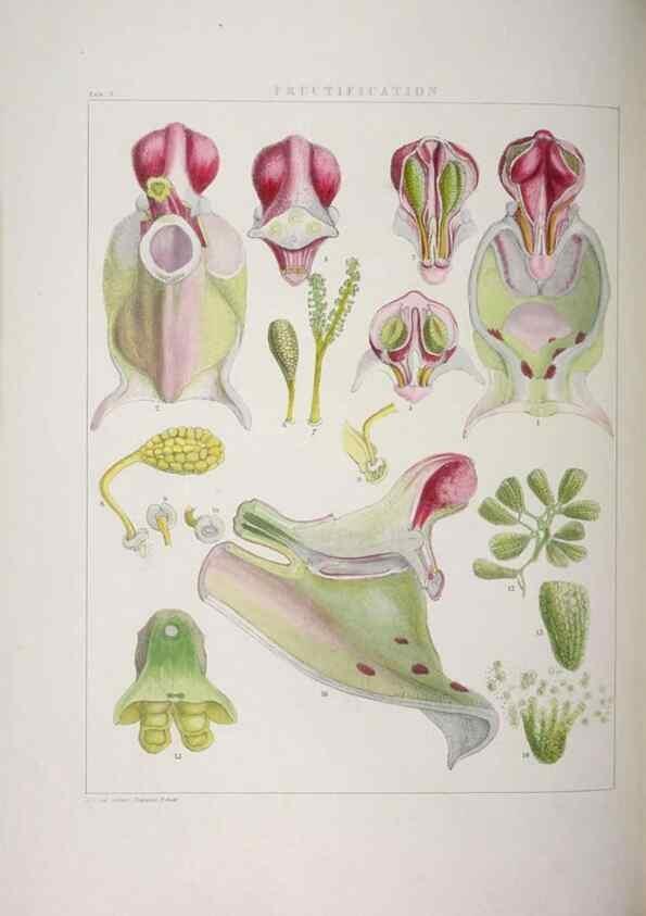 Reproducción/Reproduction 48706364077: Illustrations of Orchidaceous Plants [from sketches prepared between 1792 and 1832] /. London :James Ridgeway and Sons,1830 - 38.. 